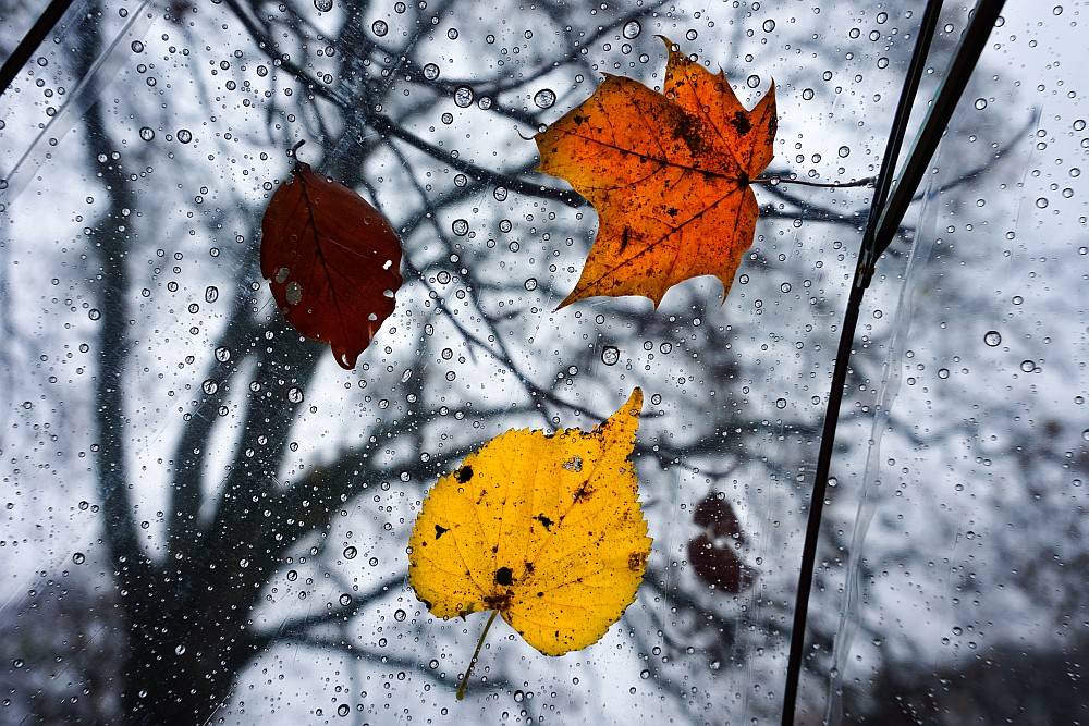 colorful leaves