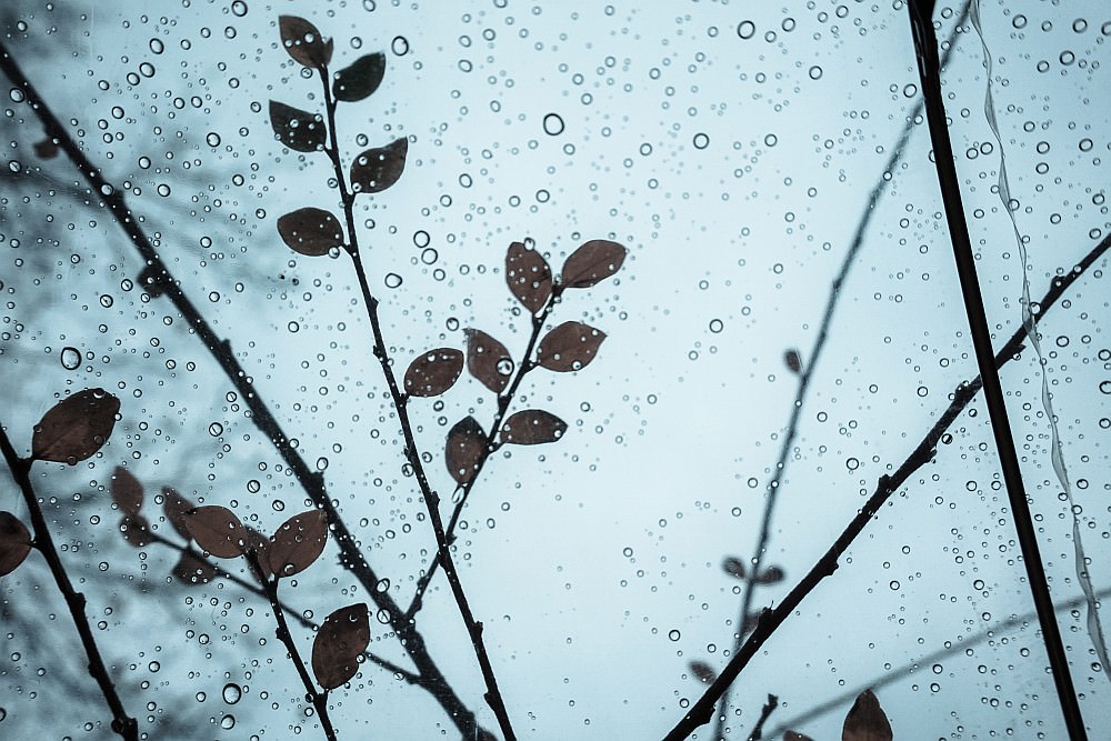 leaves and drops
