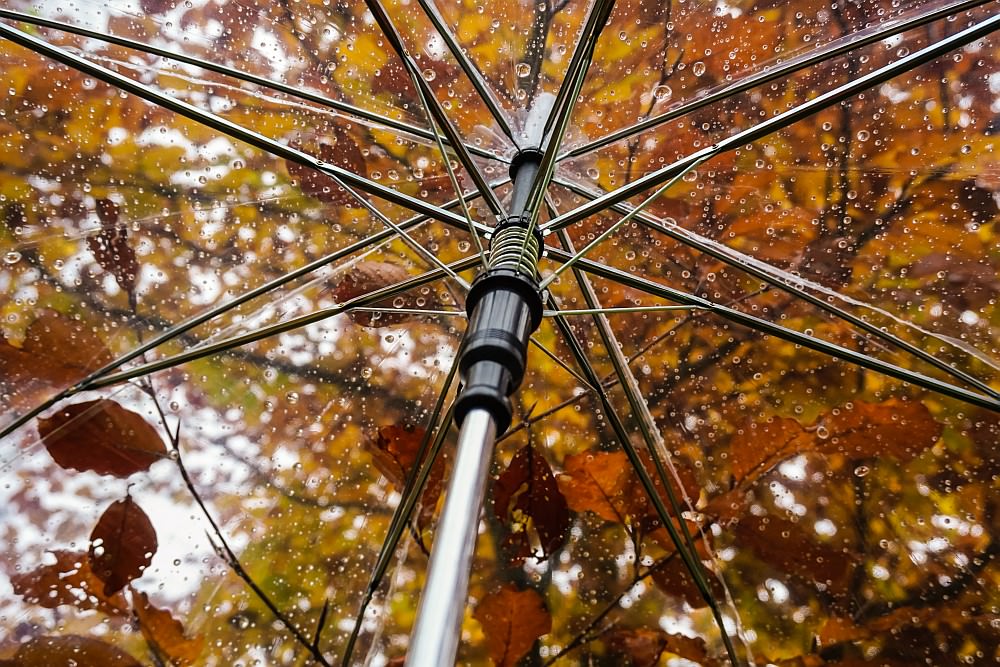 umbrella