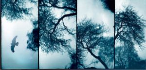 lomo art