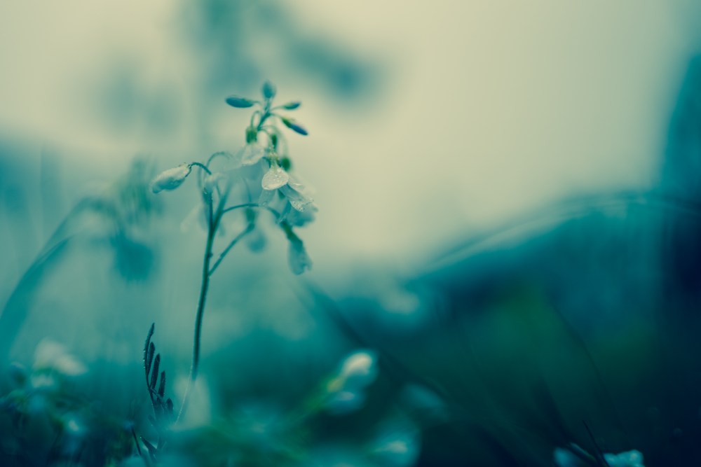 dewdrops