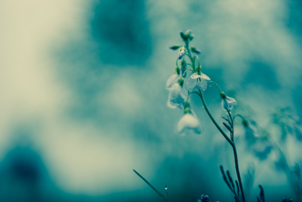 cuckoo flower