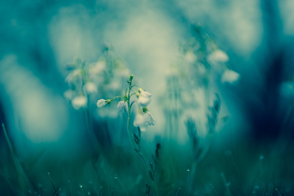 blue morning