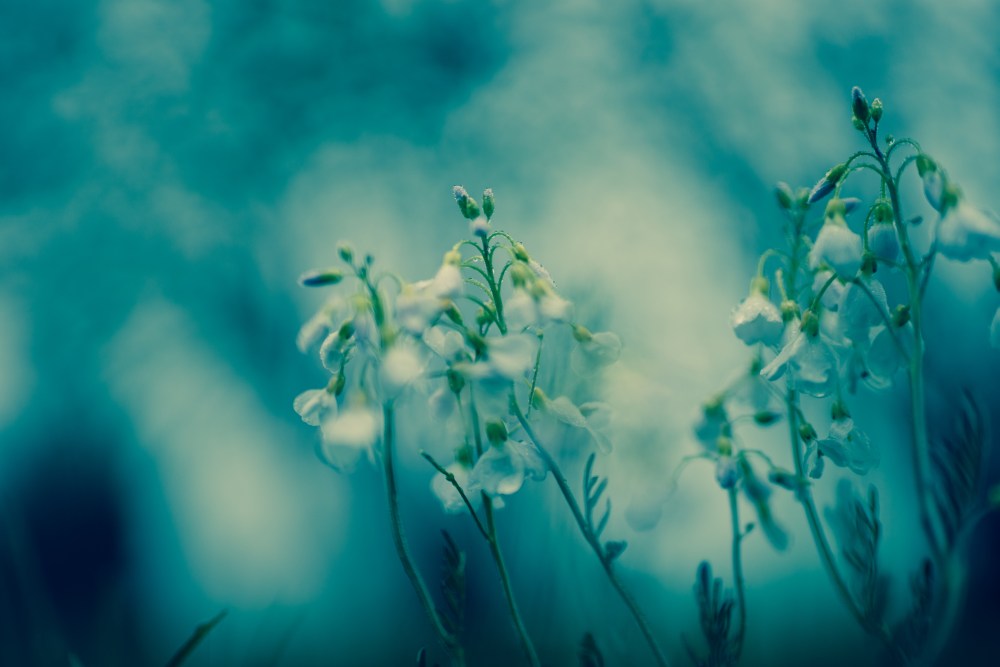 cuckoo flowers