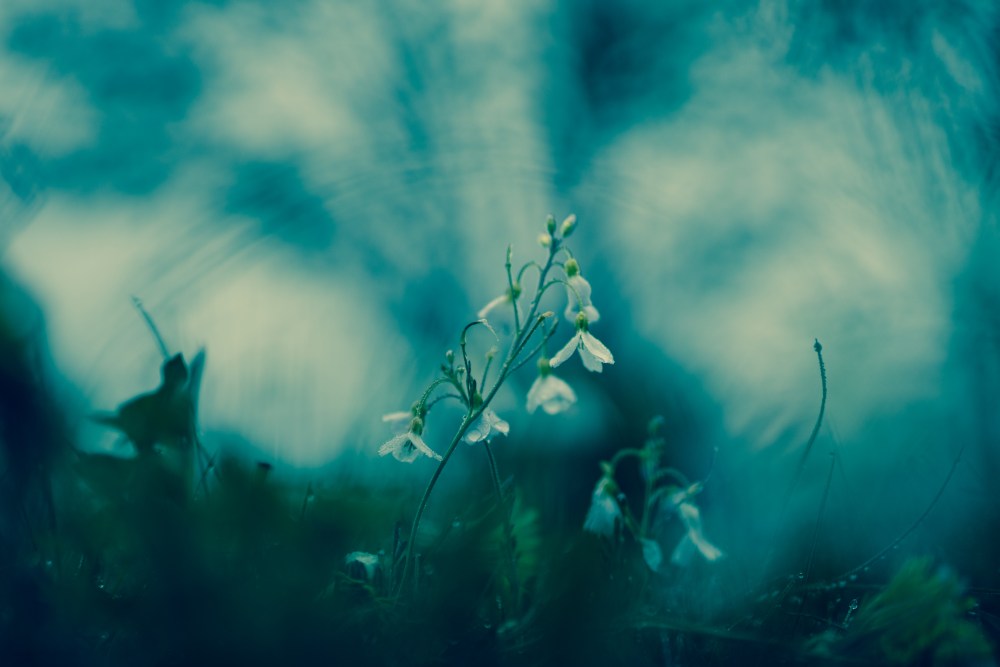 cuckoo flower
