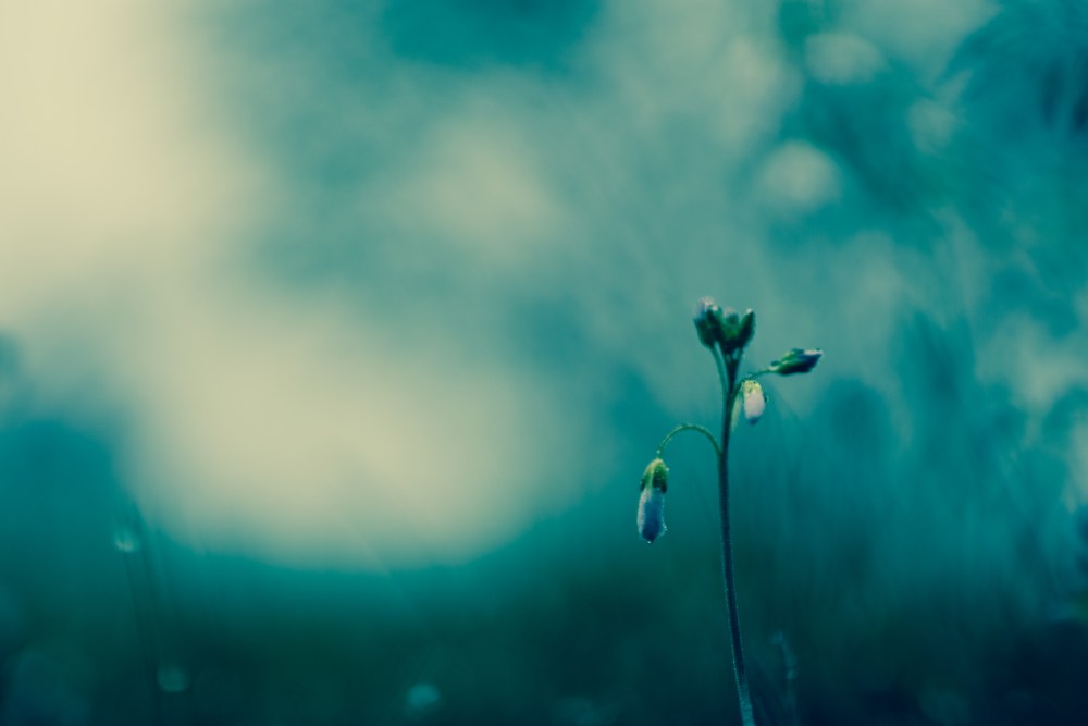 solitary