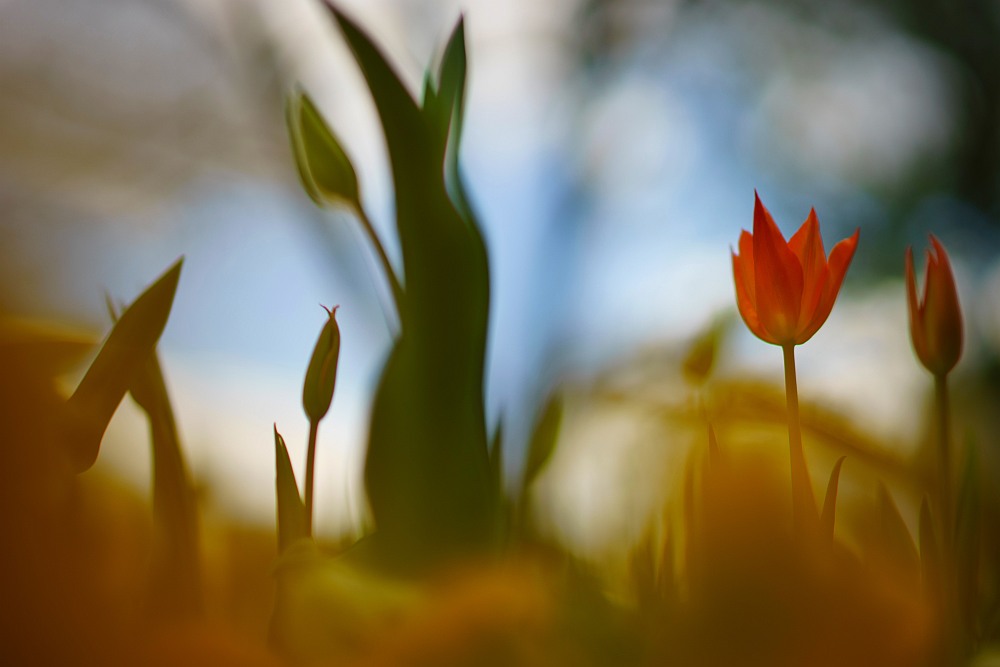 blurred flowers