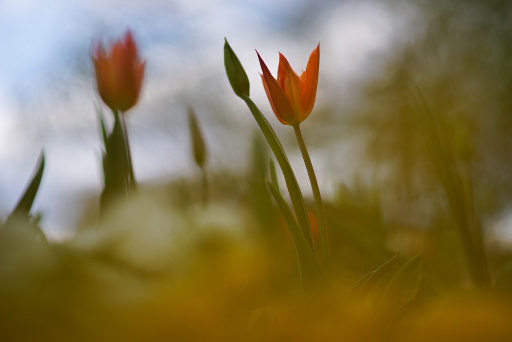 blurred yellow green red