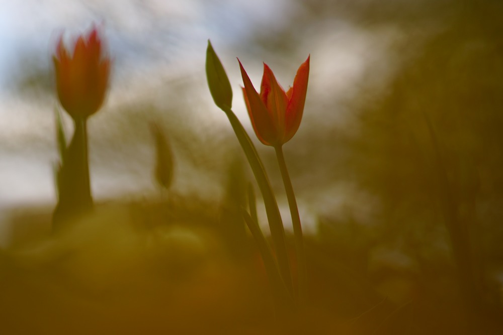 blurred brown red