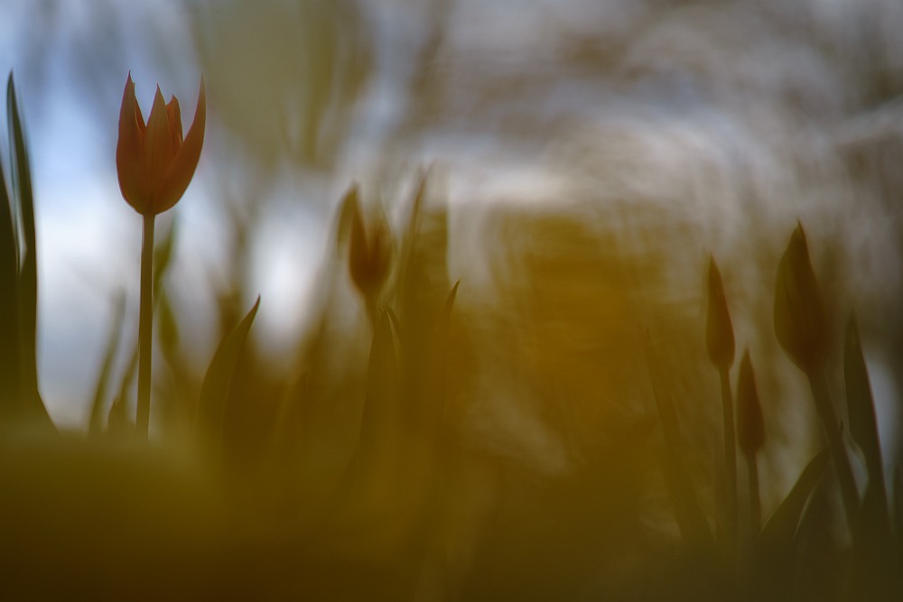 blurred brown