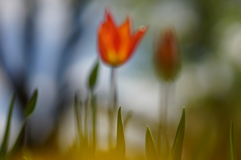 blurred red