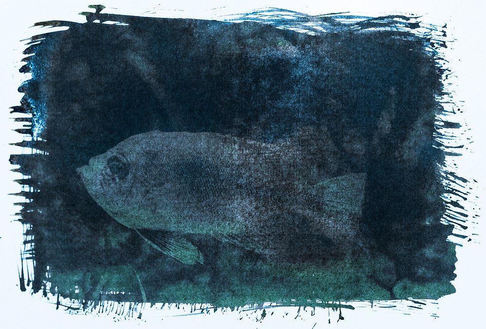blue print fish