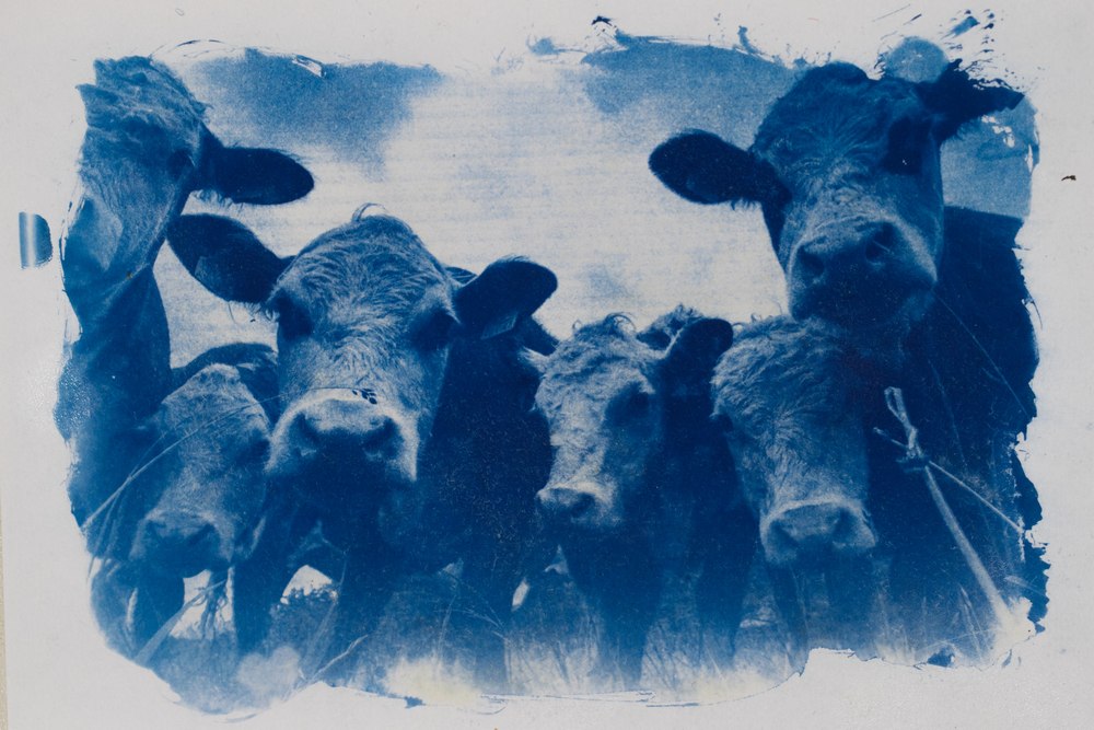 cows