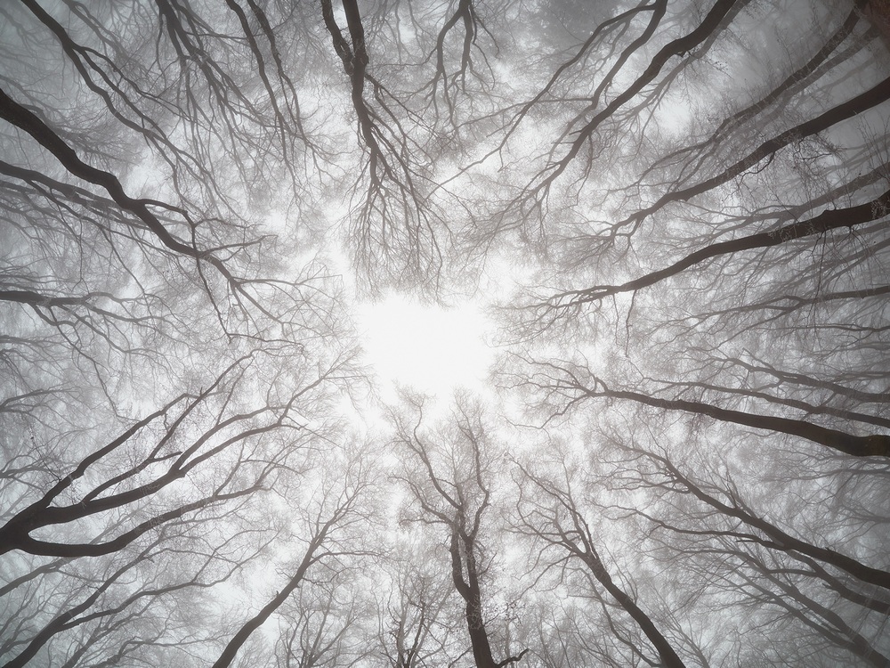 autumn forest