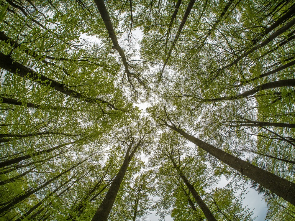 winter forest