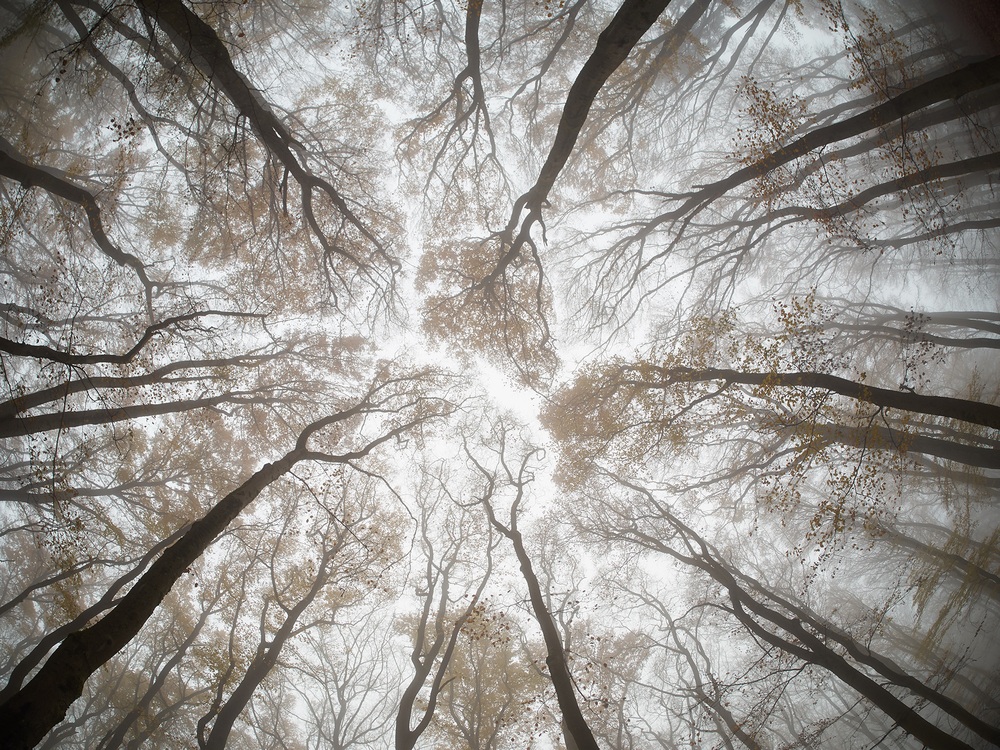 conifers