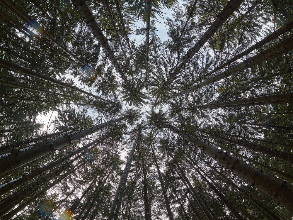 virgin forest