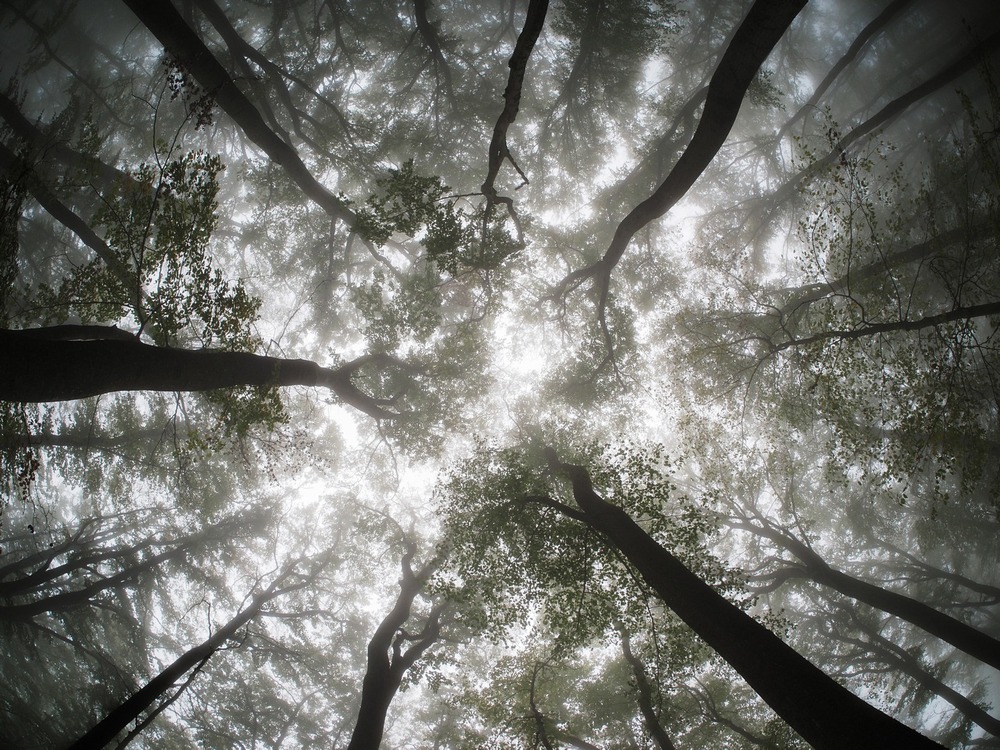 tall trees