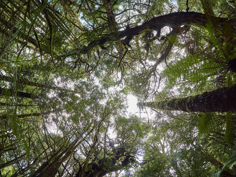 forest