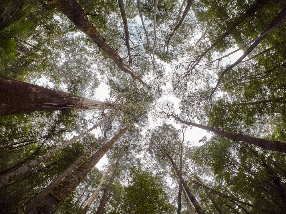 forest