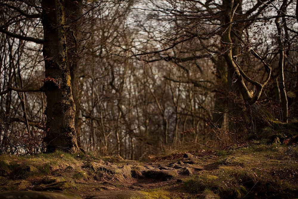 forest track