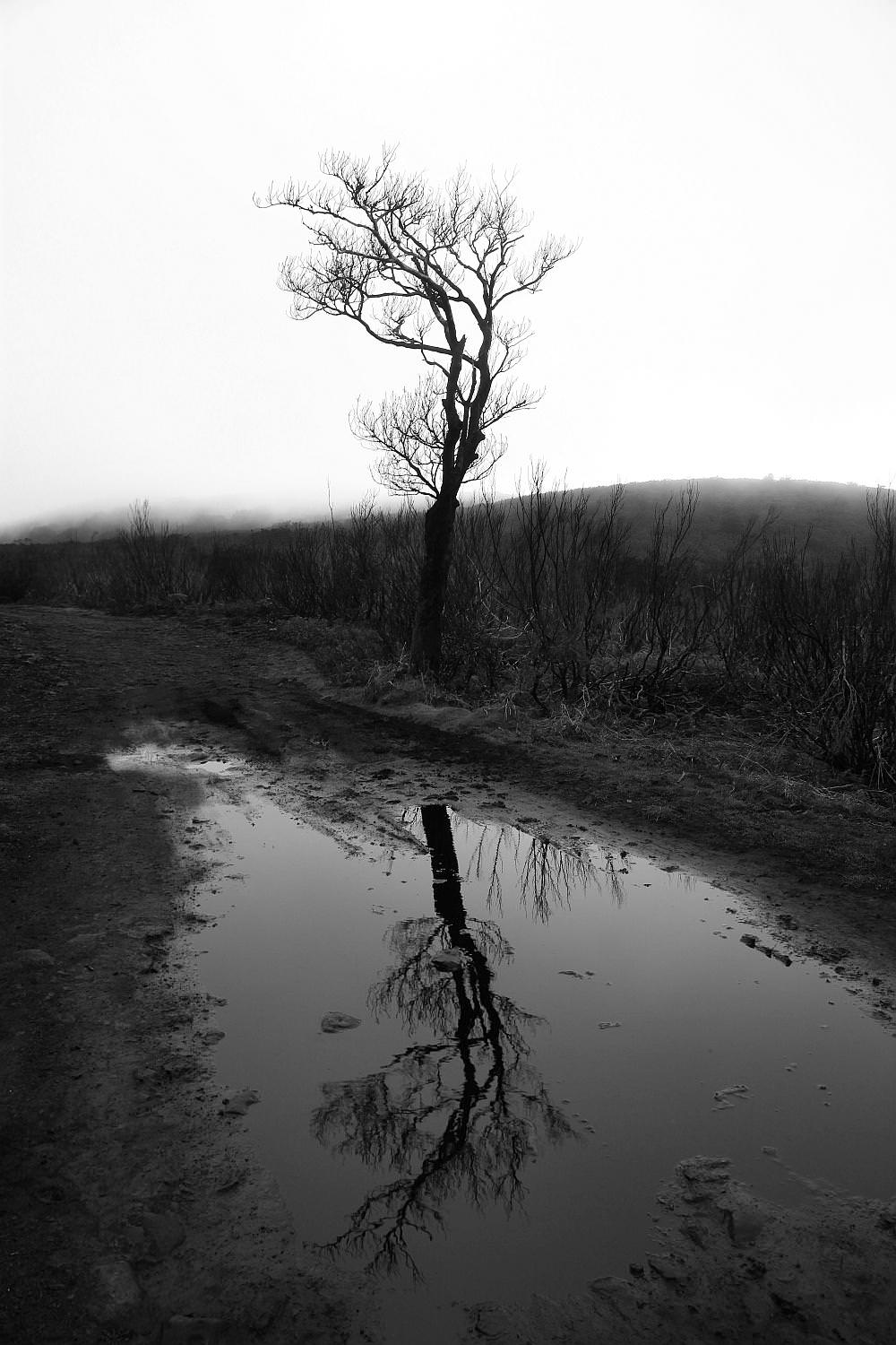 reflection