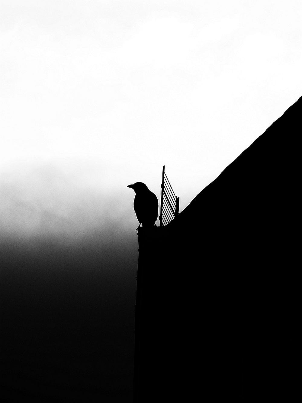 crow