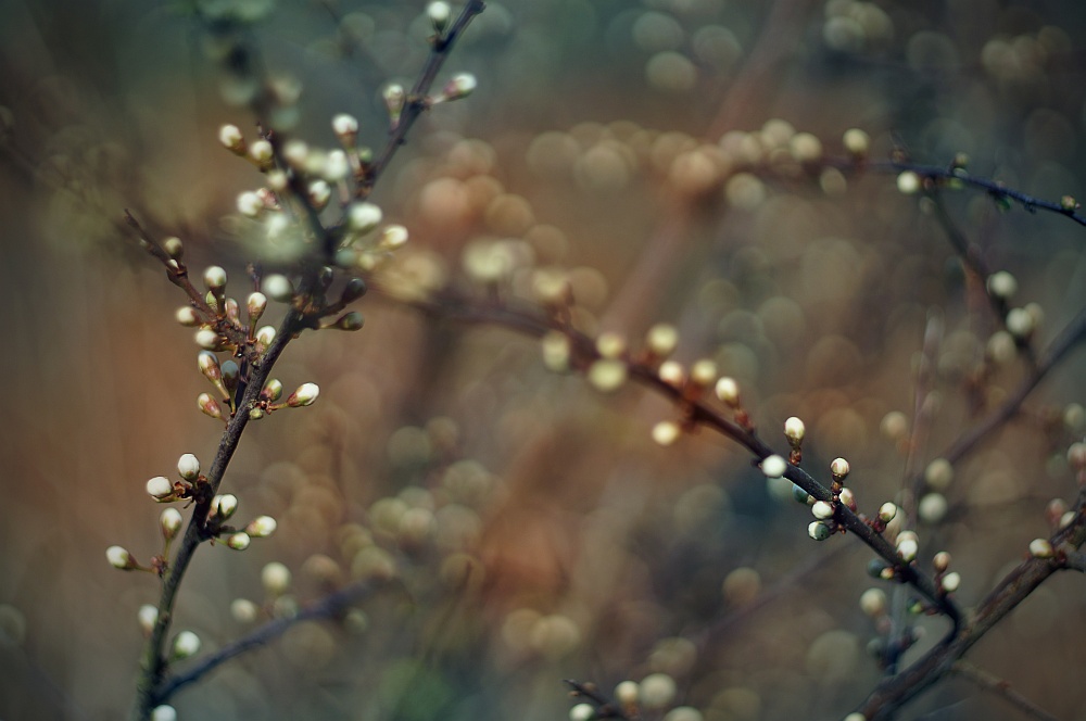 burst of buds