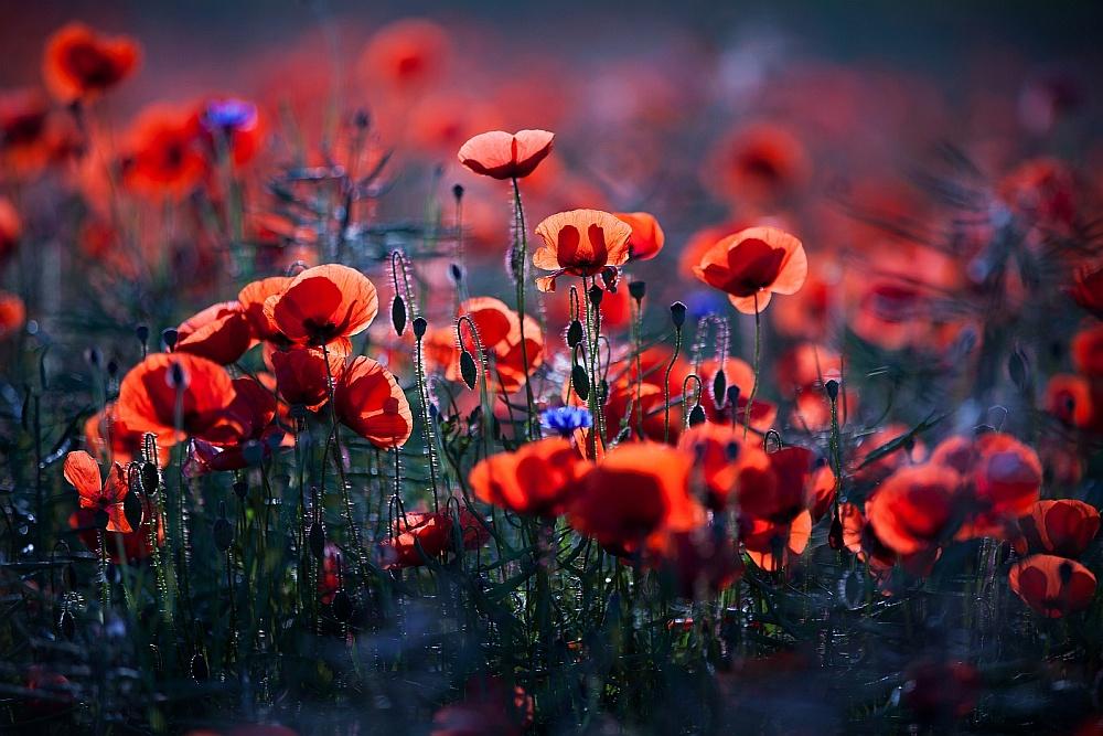 poppy field
