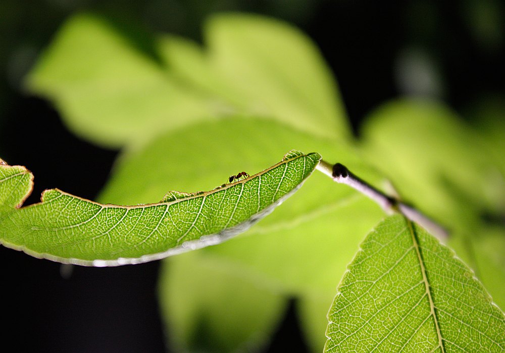 ant