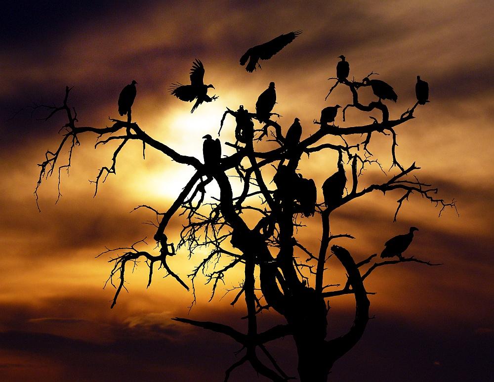 vulture