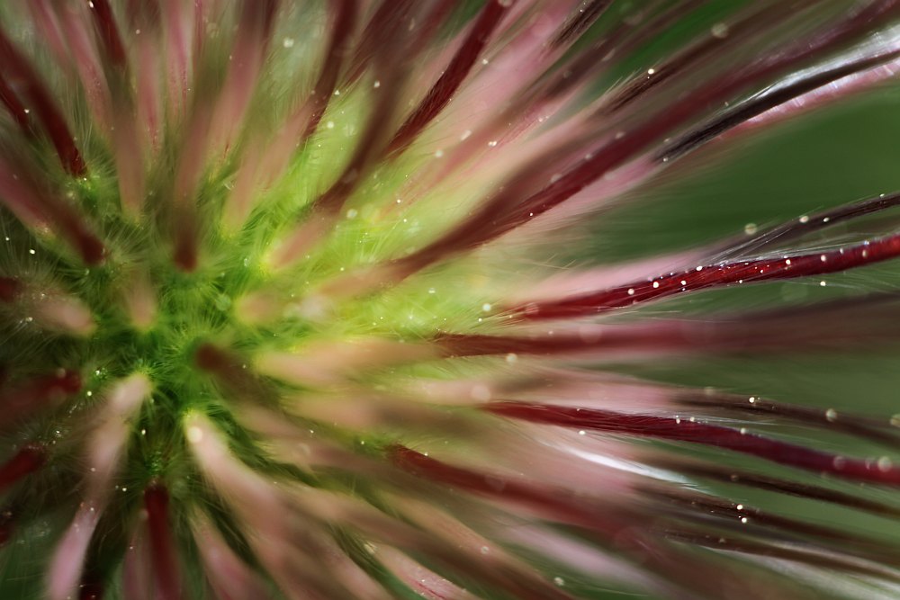 pasqueflower