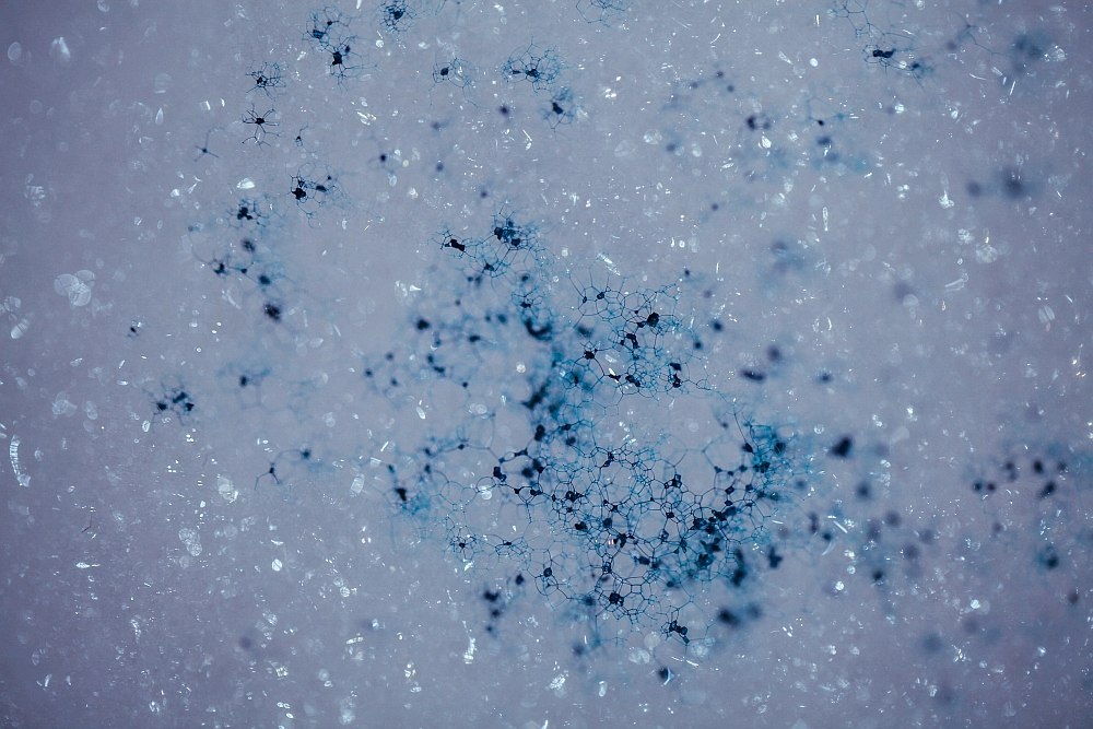 foam