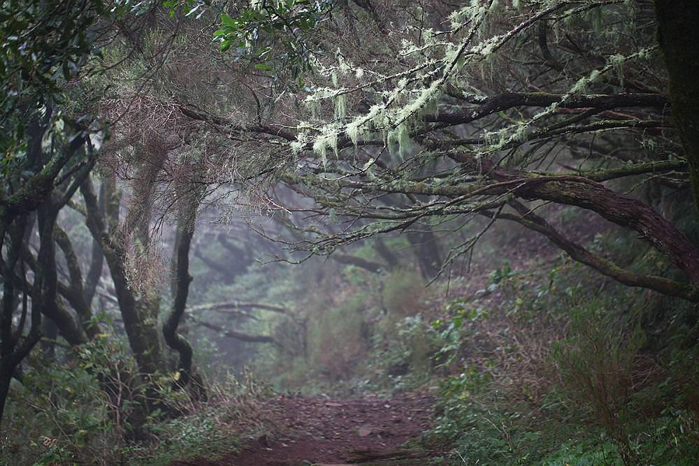 cloud forest