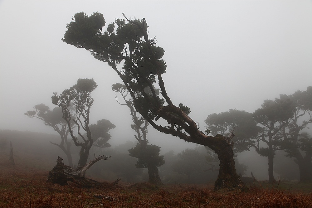 fog