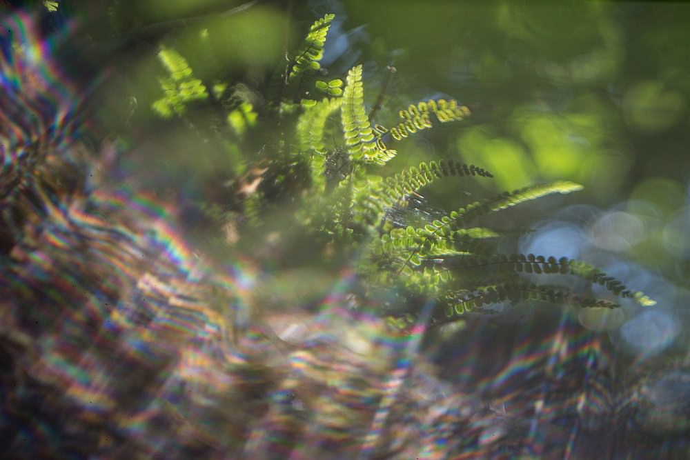 fern