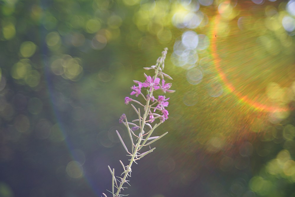 soap bubbles