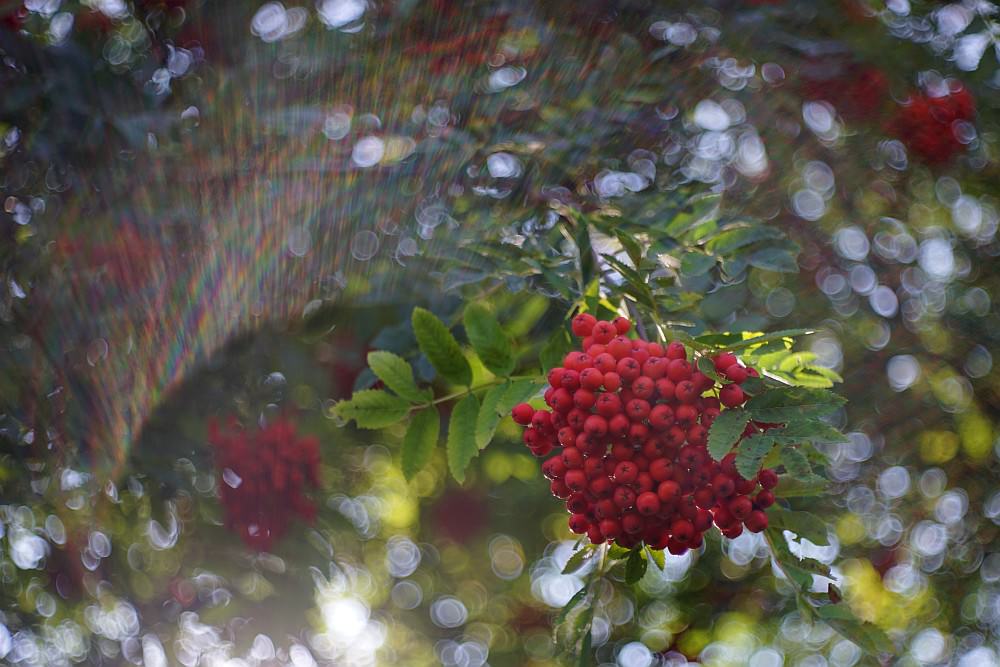 red berries