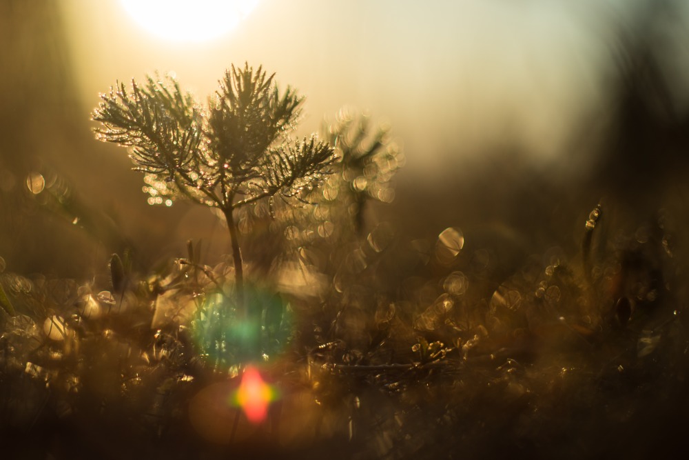 lens flare tree