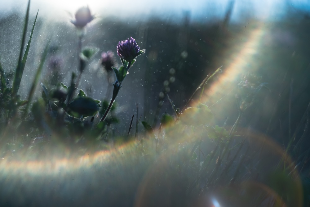 lens flare evening