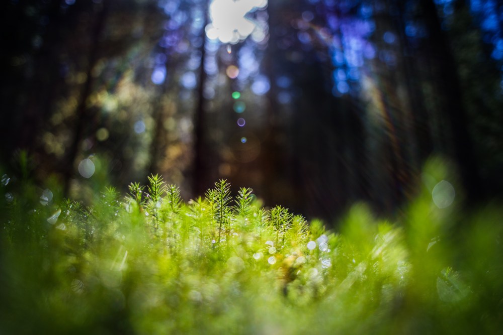 small trees