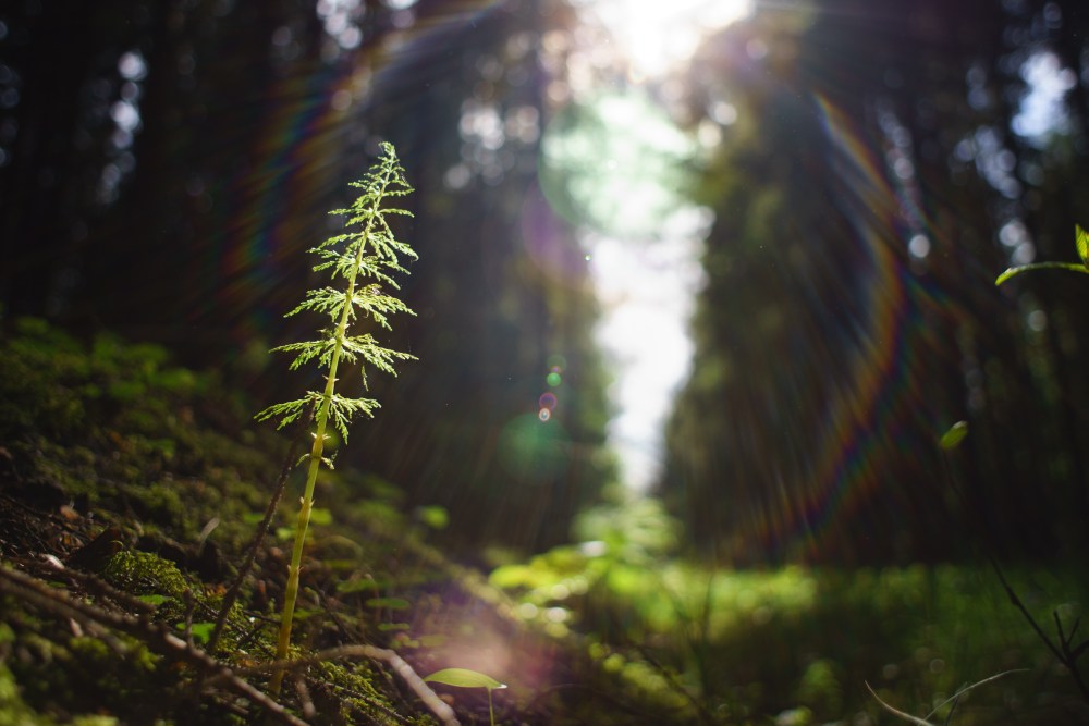 forest