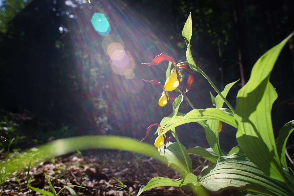 orchide
