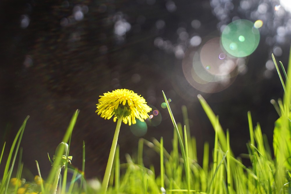 yellow flower