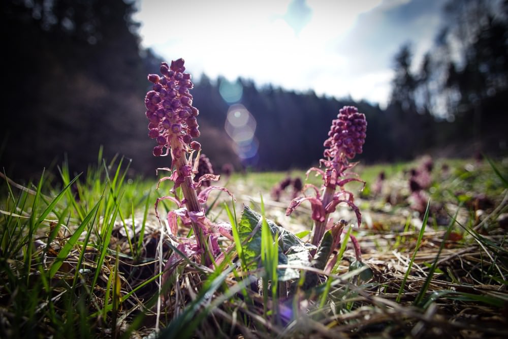 purple flowers