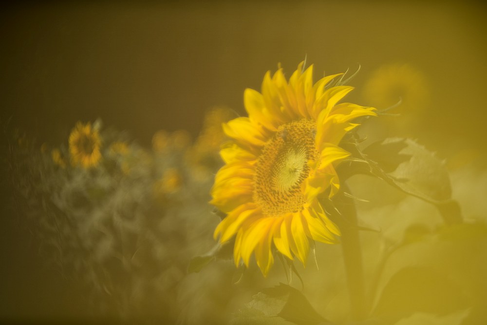 lomo yellow
