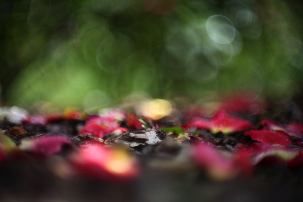 rose petals