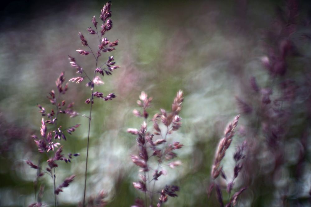 grass