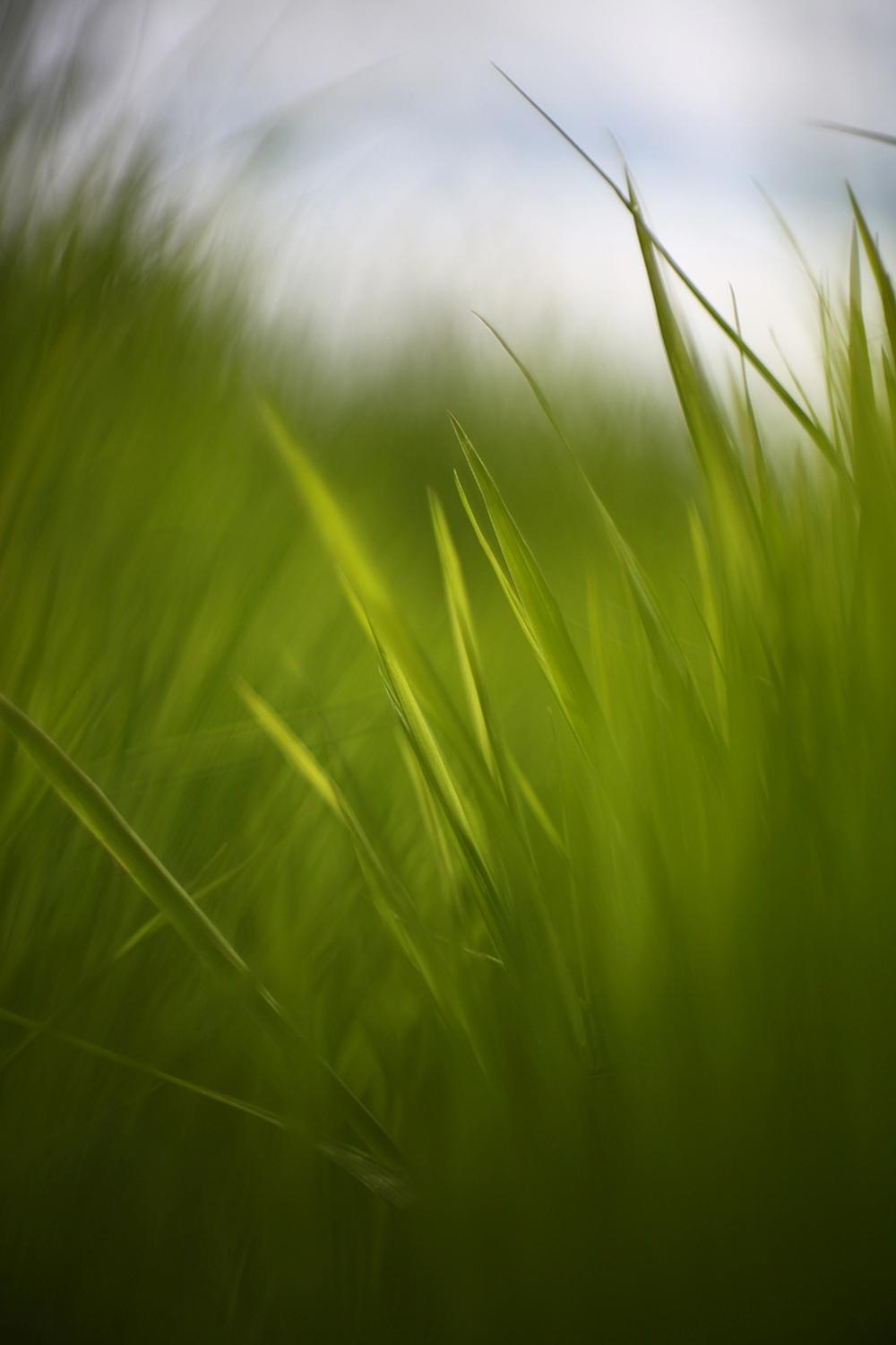 green grass