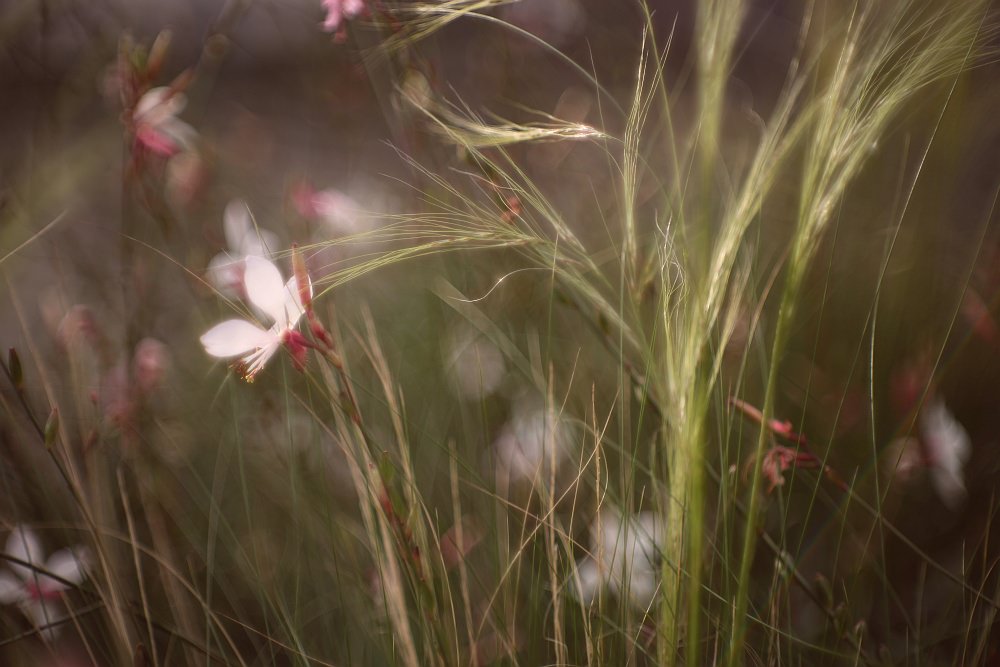 grass flowers